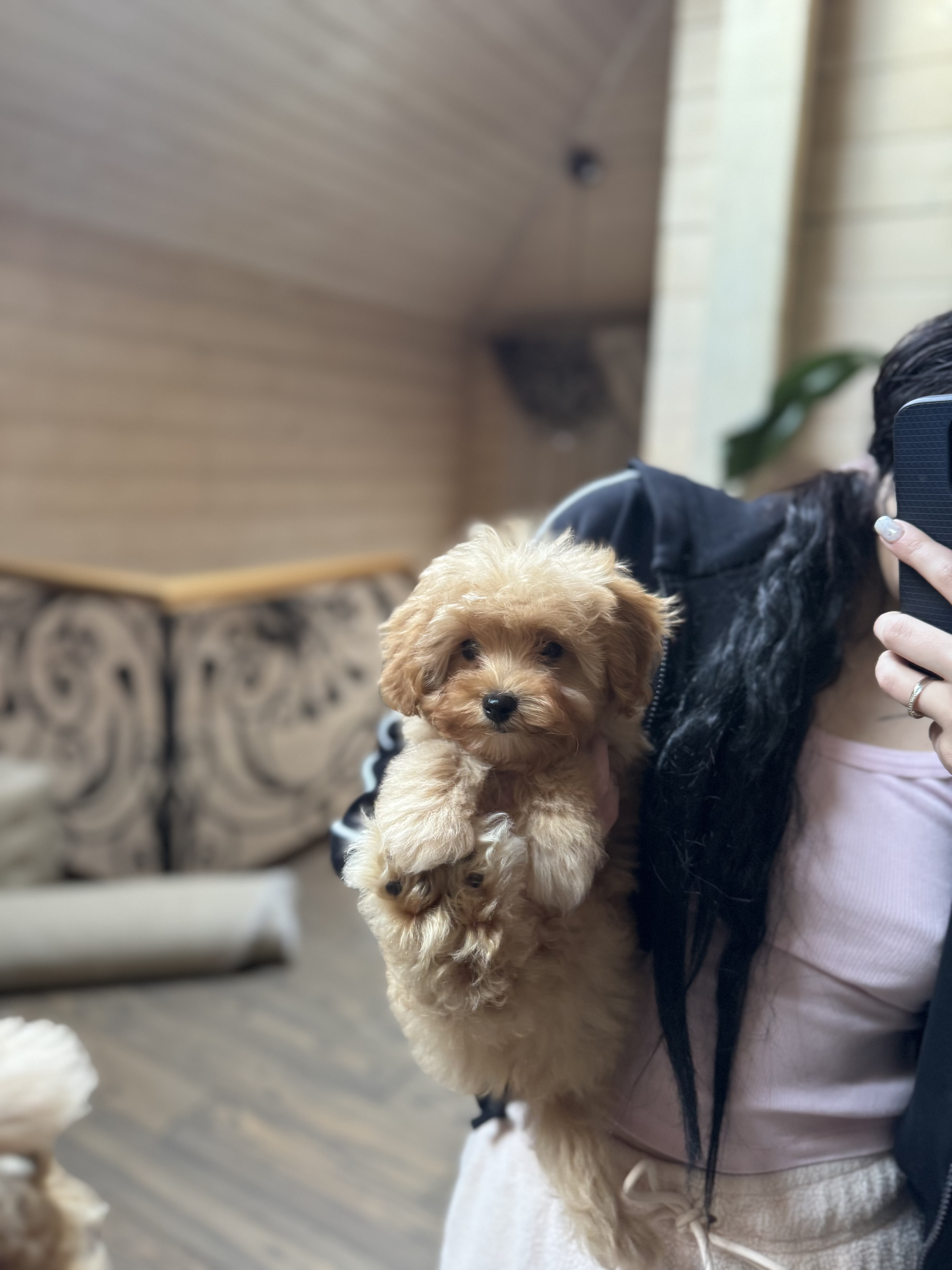 Фото догляд за мальтипу 