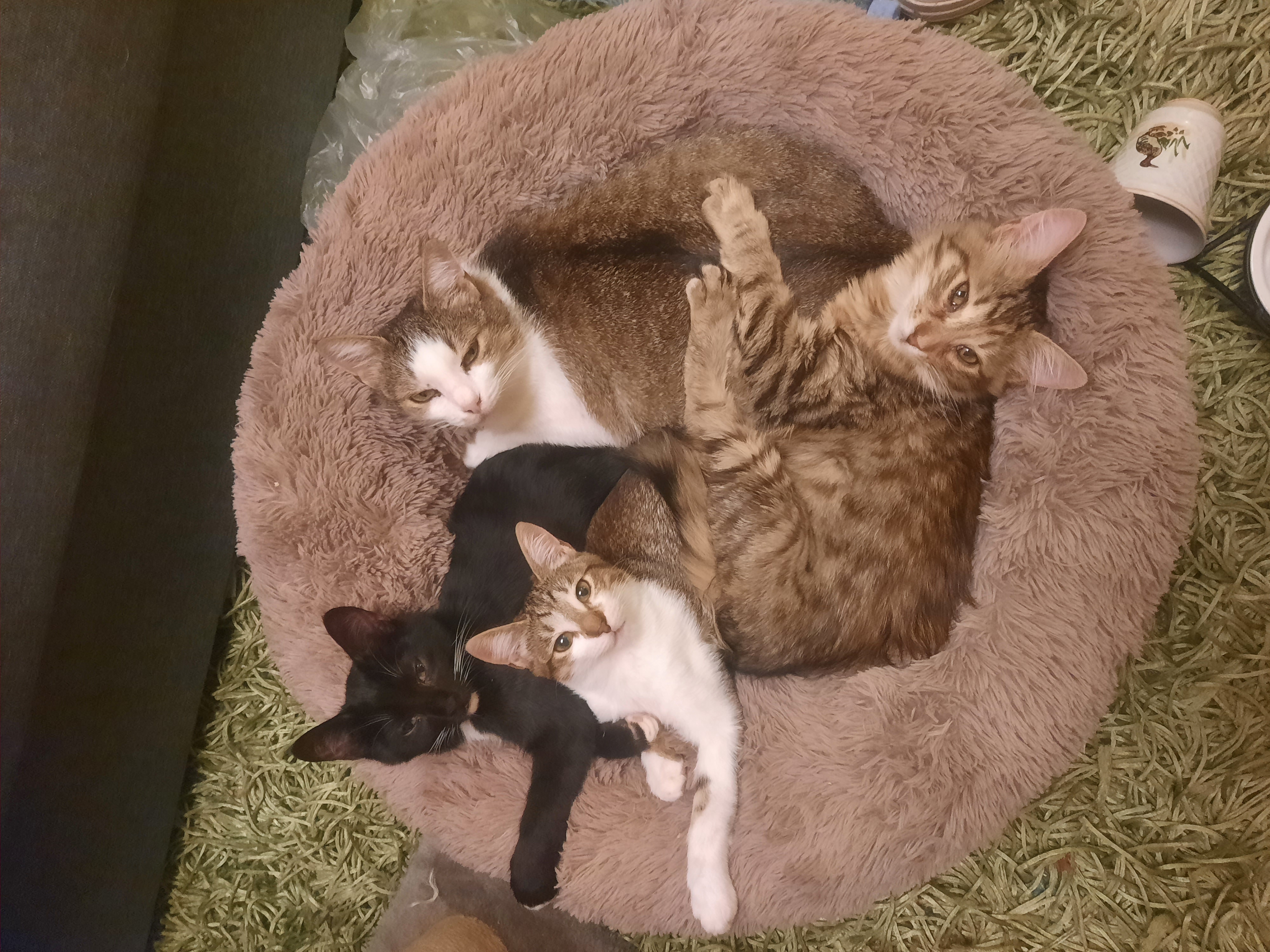 Фото перетримка котиків