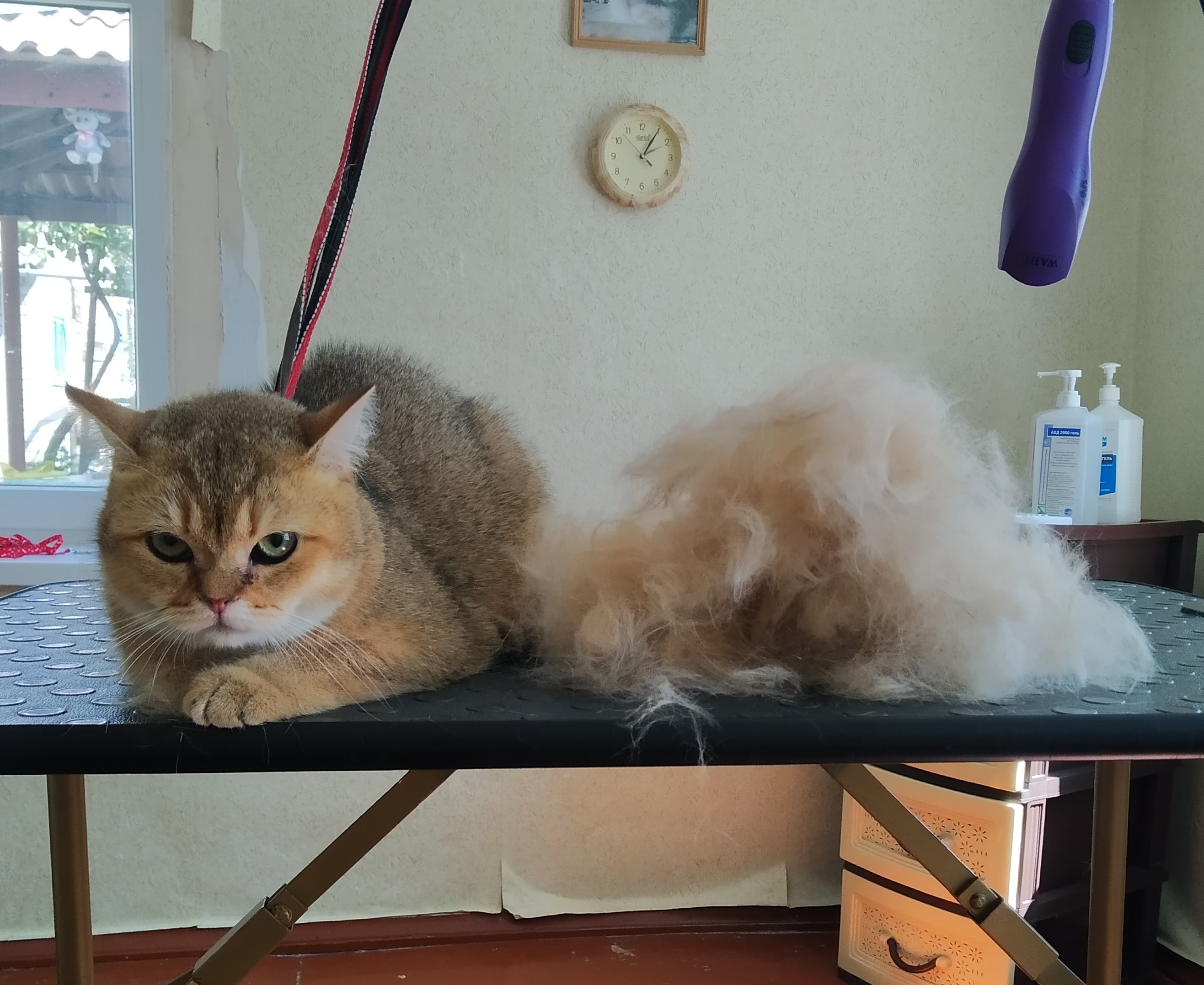 Фото Стрижка кошек и котов 3