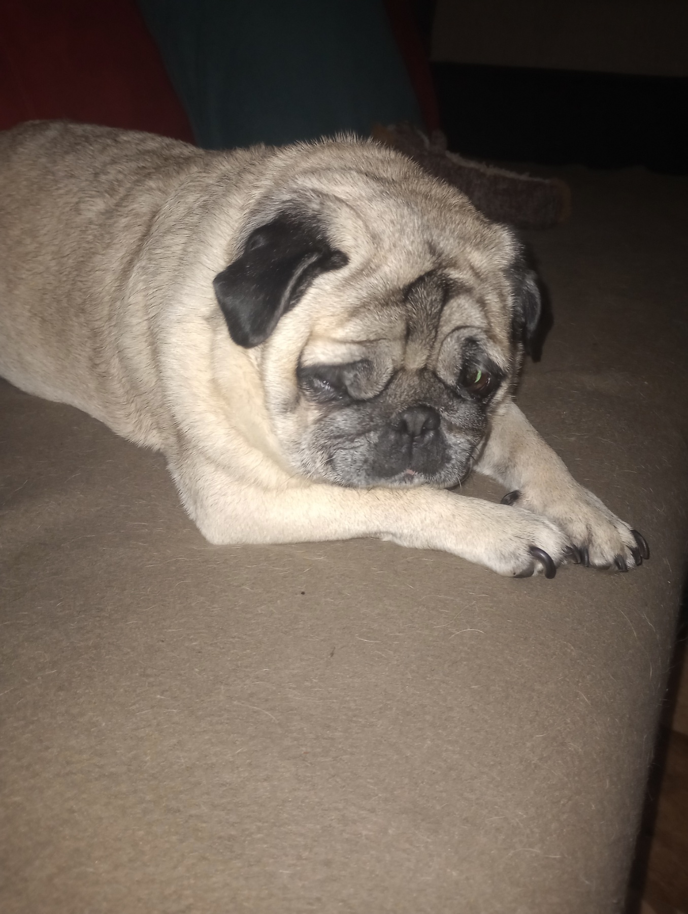 Фото Догляд за собакою.