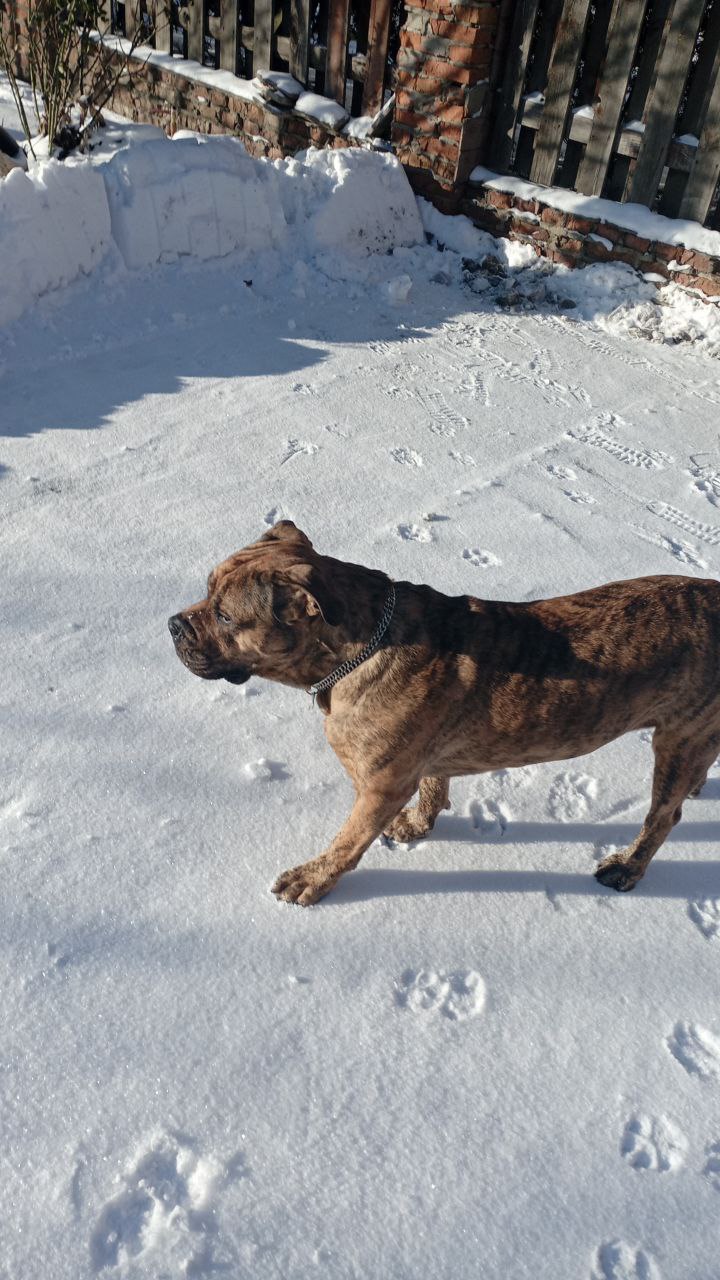 Фото Красотка Есма на перетримці.