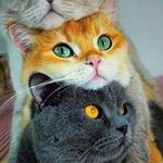 Перевезу котика, собачку, козу, баранів та для них корм.