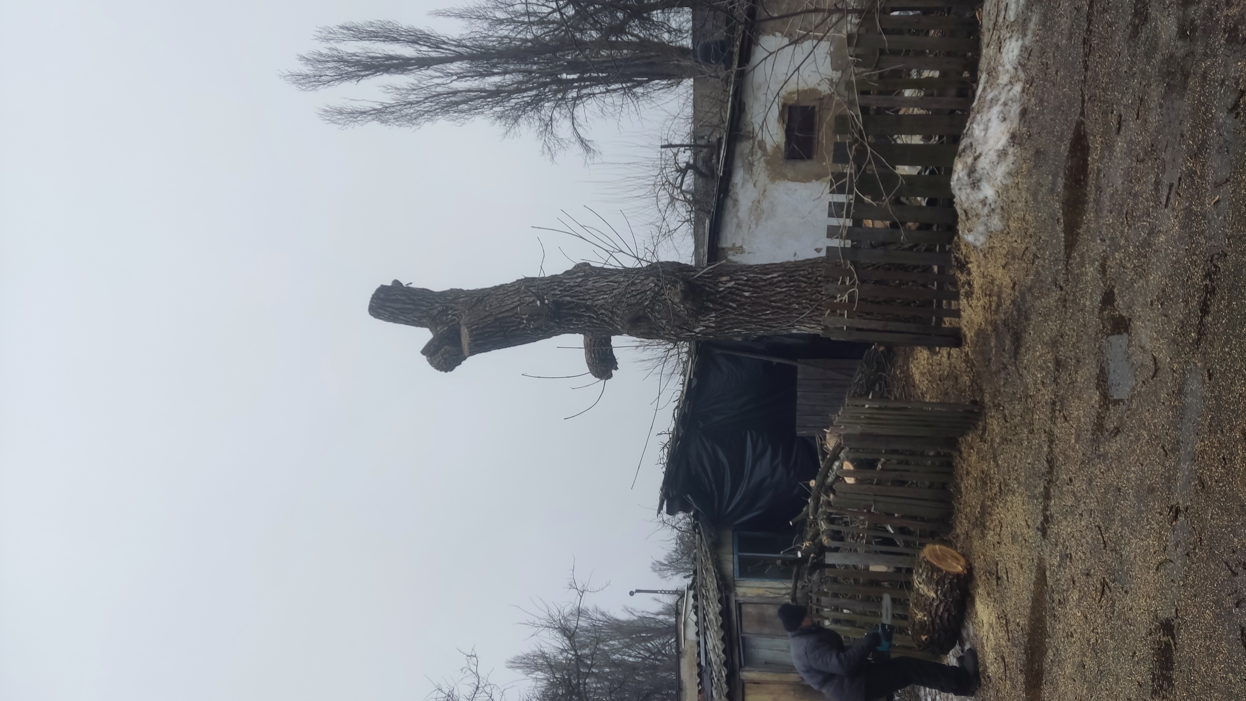 Фото спил деревьев