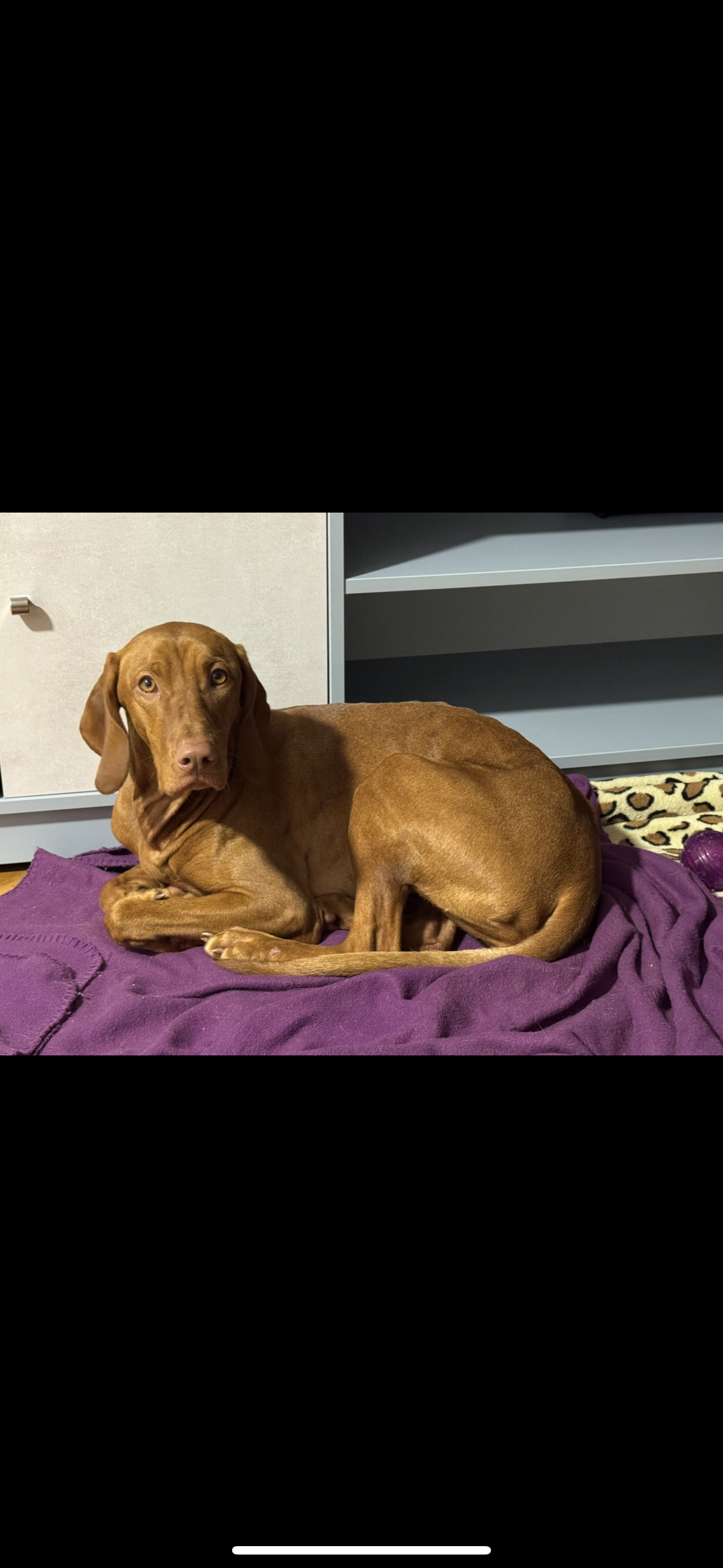 Фото Красавица выжла отдыхает после прогулки