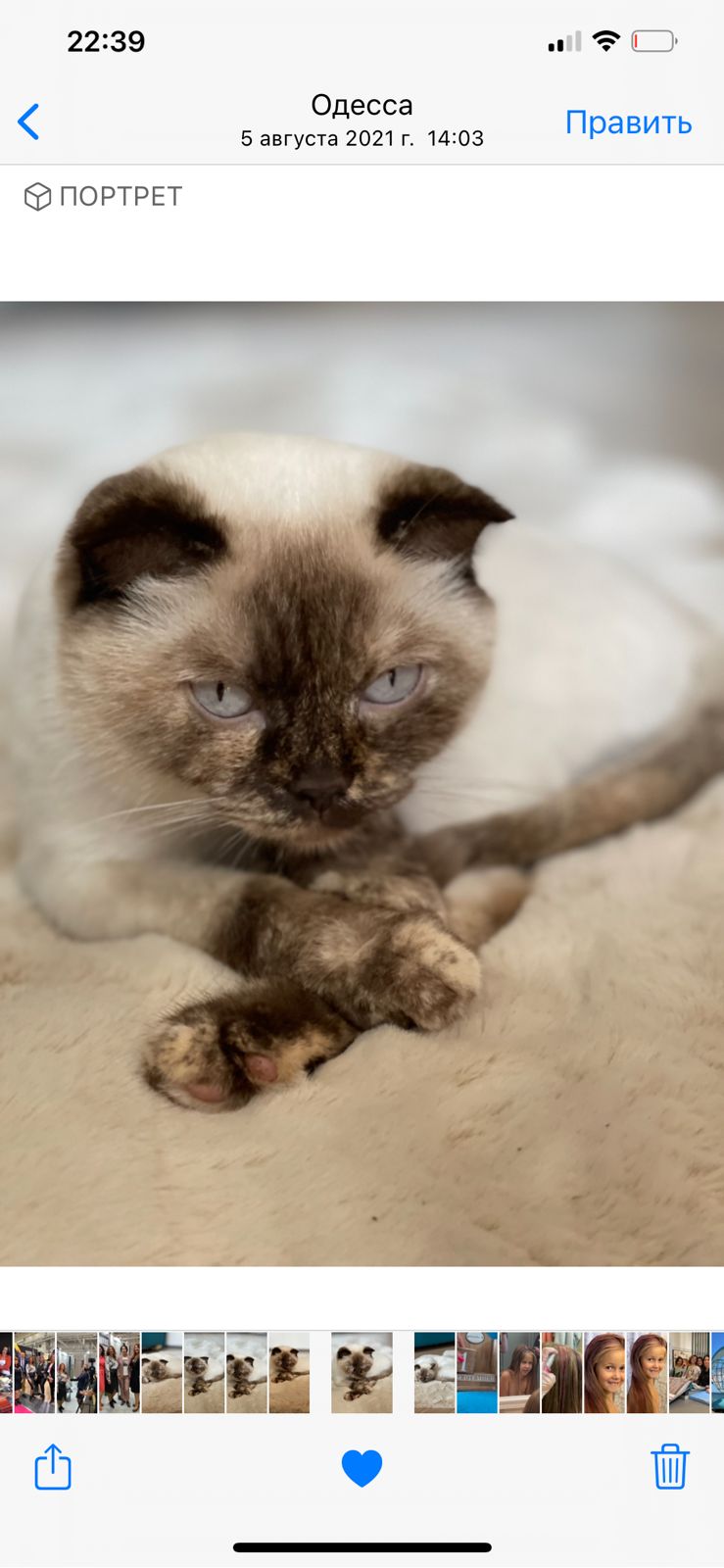 Фото перетримка котика