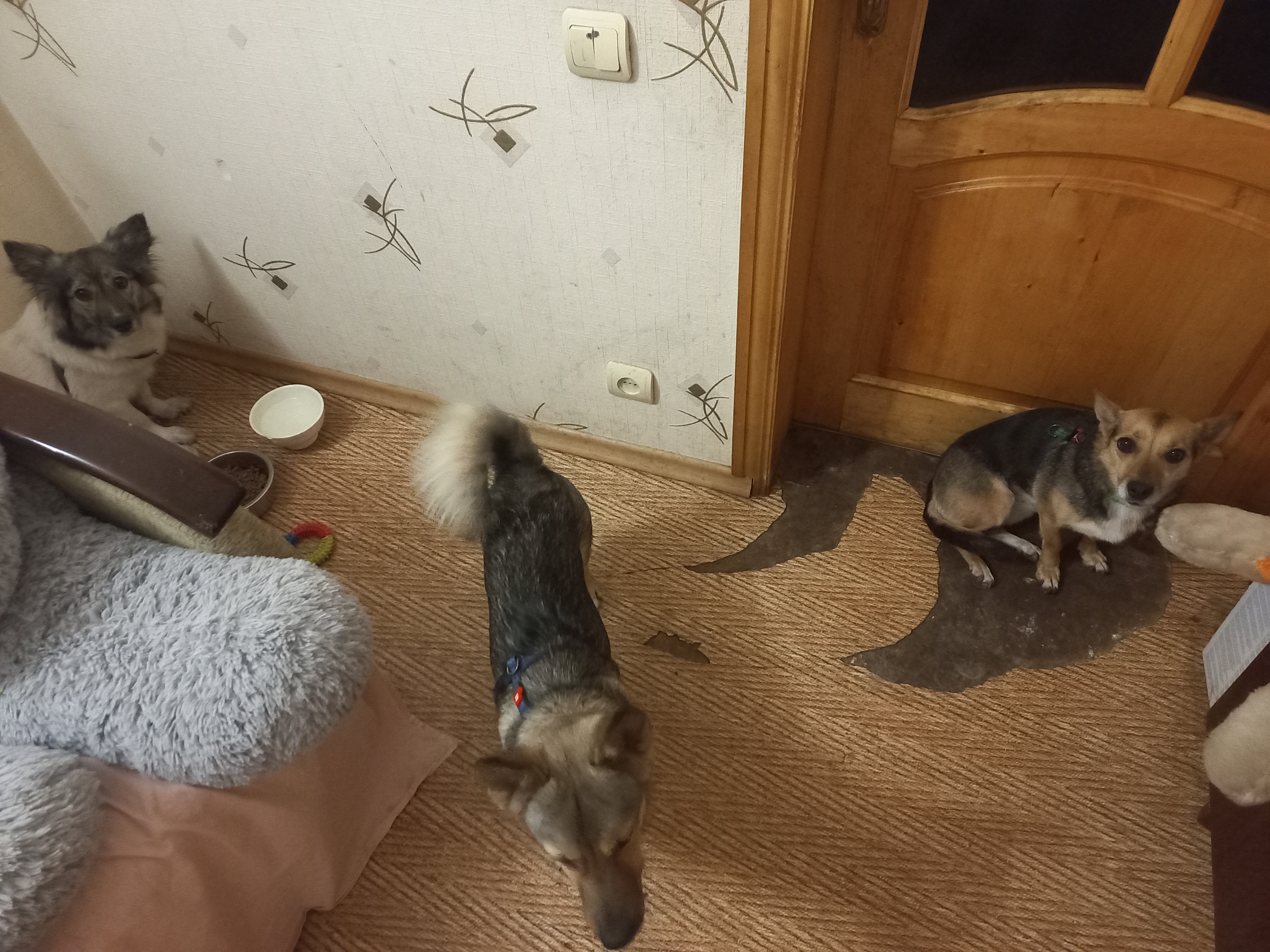 Фото Сімейка собачок