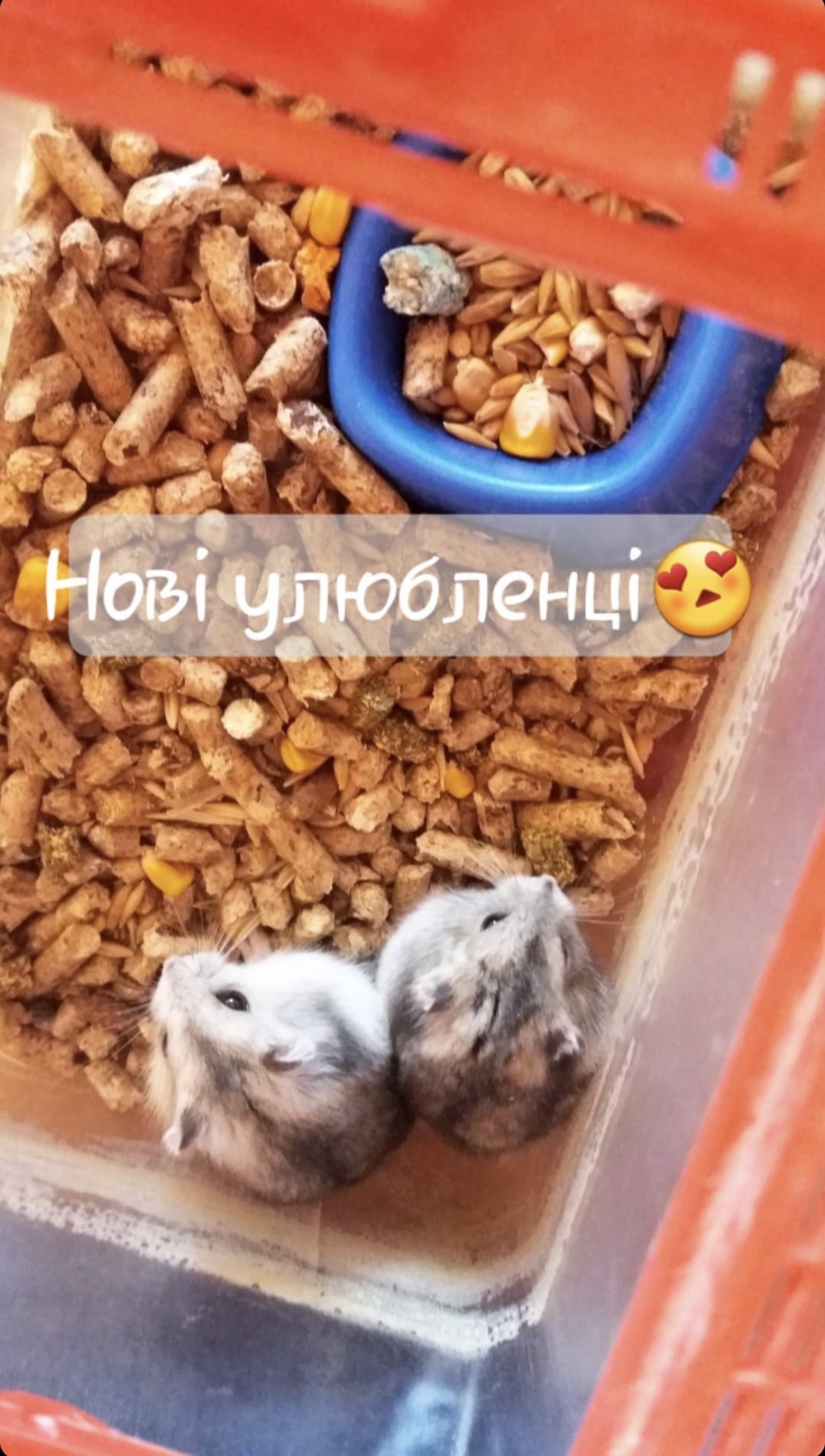 Фото хом’яки 