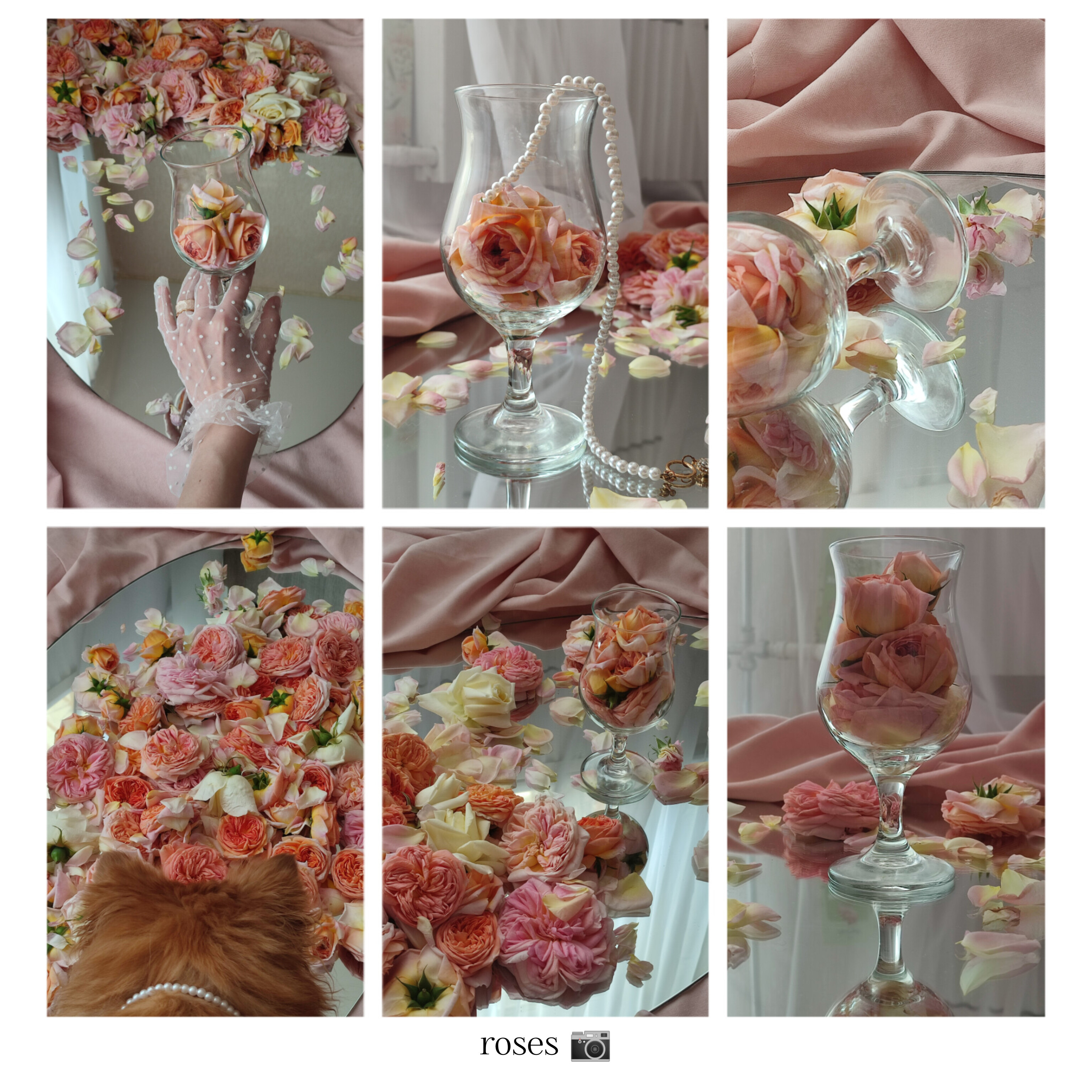 Фото roses