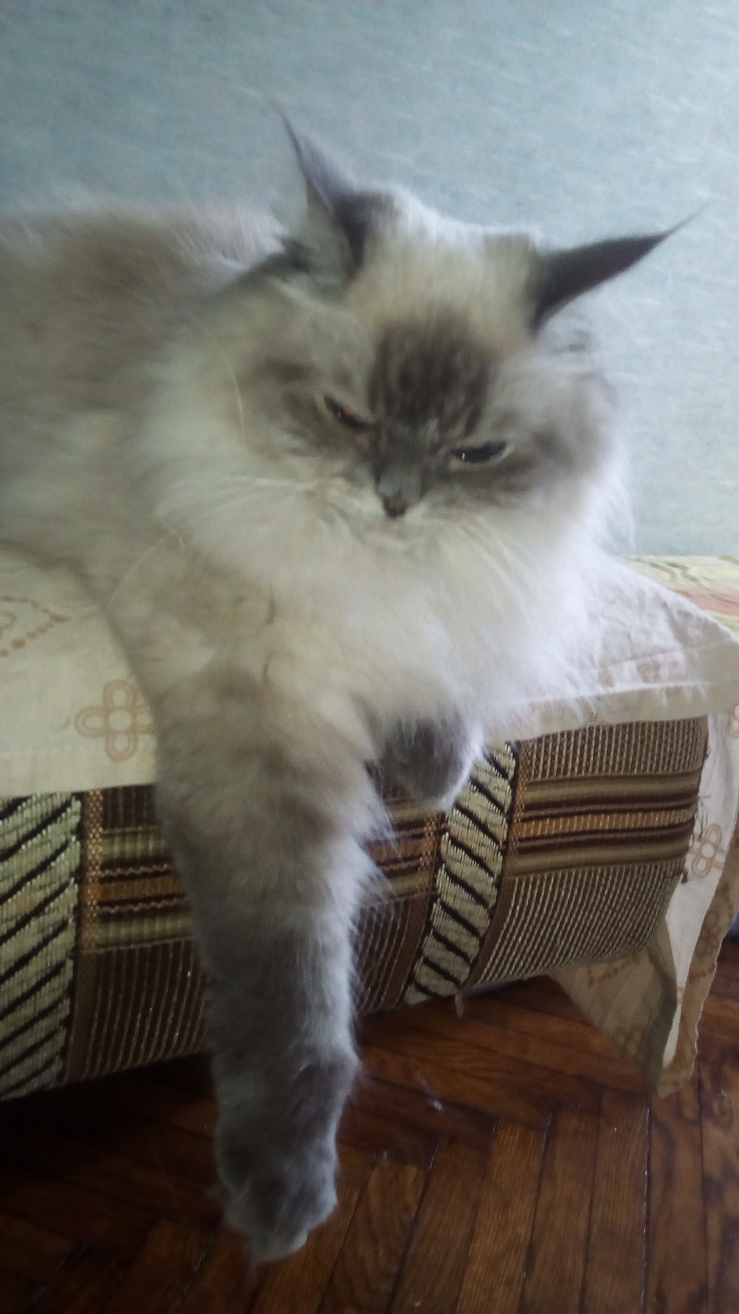 Фото Одна из передержек кошечки Пушок