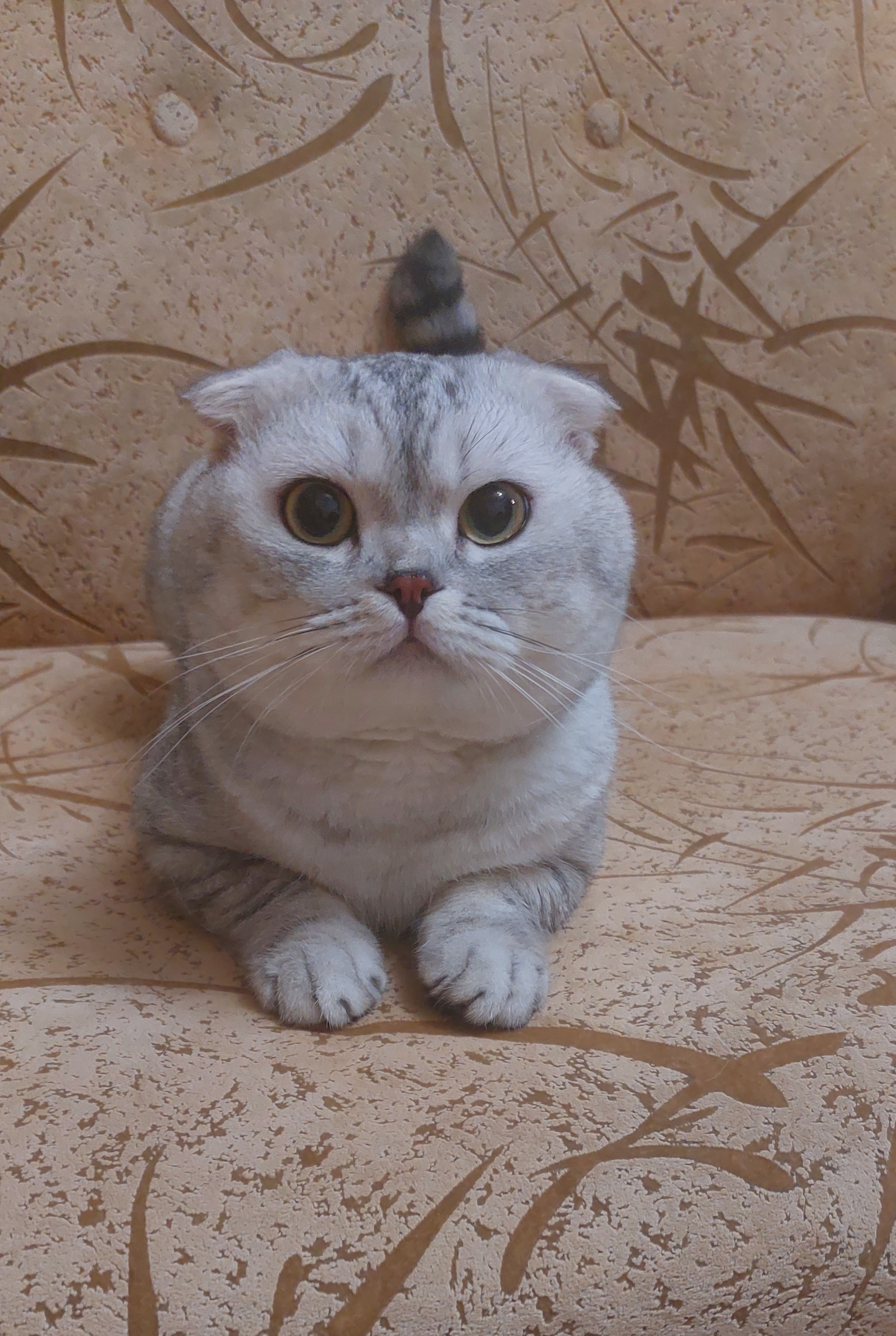 Фото Гоша☺️Перетримка та догляд після кастрації