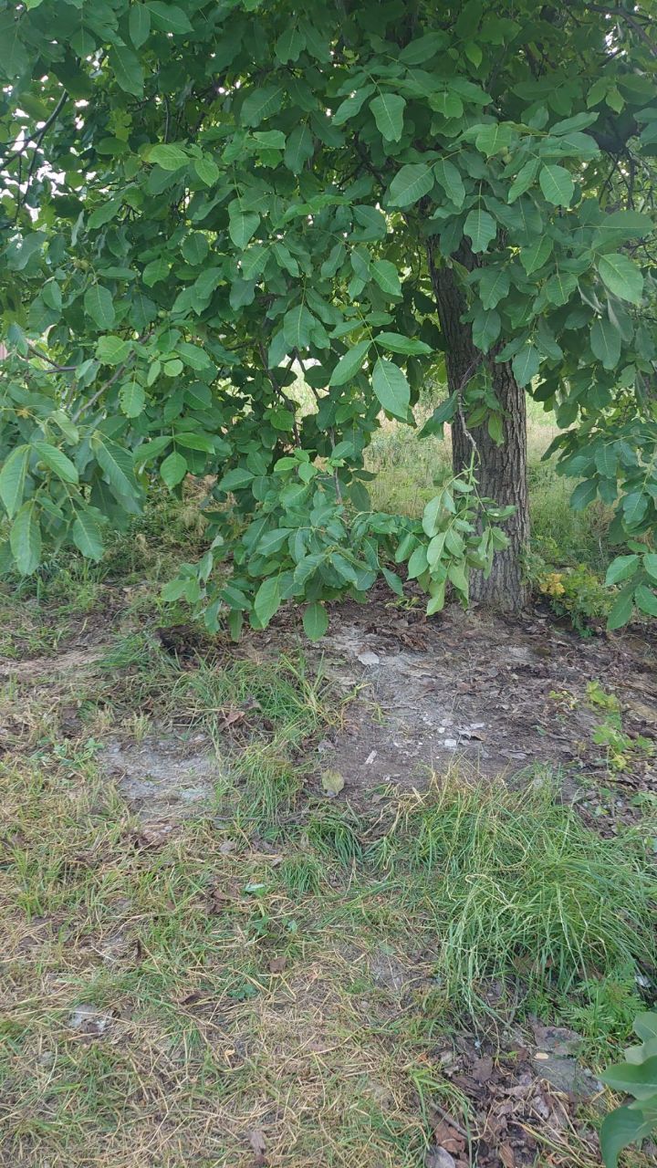 Фото Погрузка + вивіз 