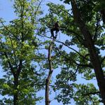 Акуратно спілю дерево або гілки 