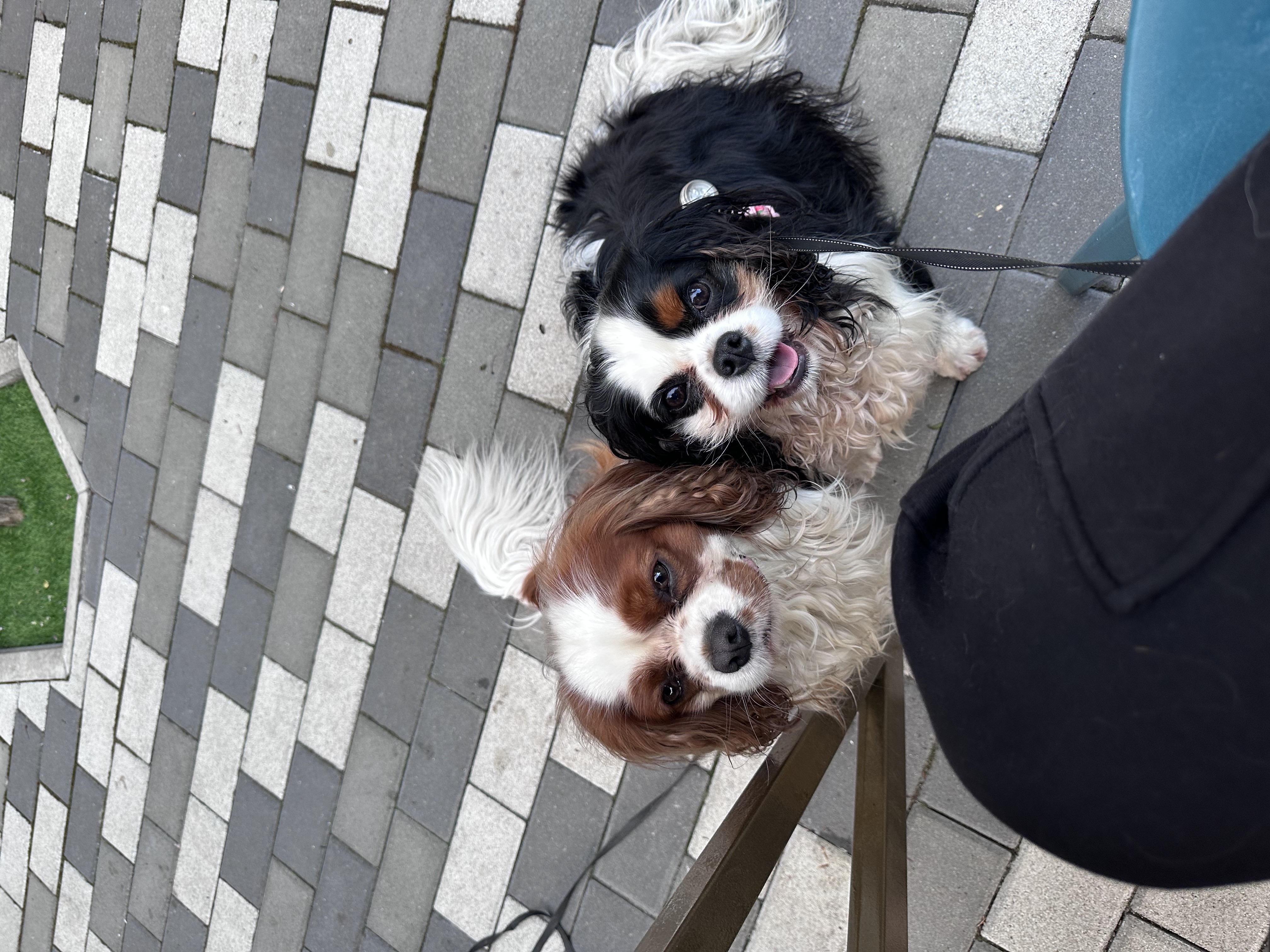 Фото Вигул собаки Кременчук🐶  1
