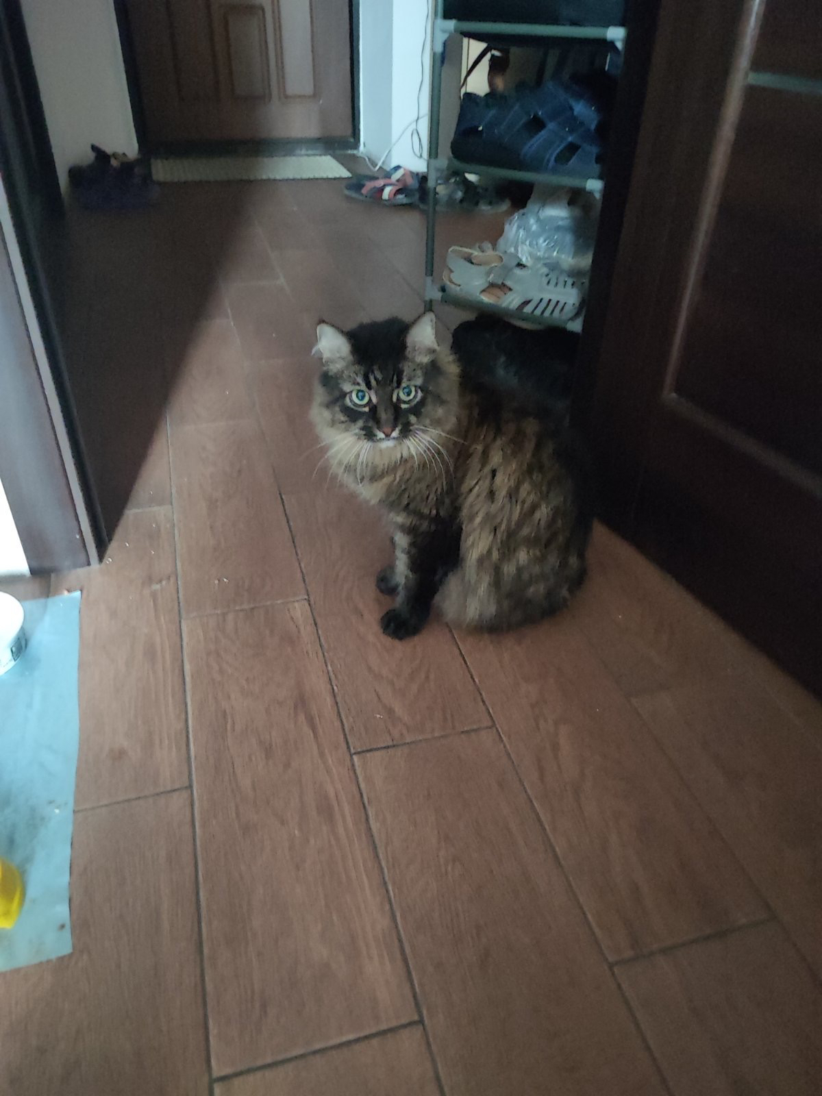 Фото Мася , один з наших гостей. Гоноровий, чемний і особливий котик.