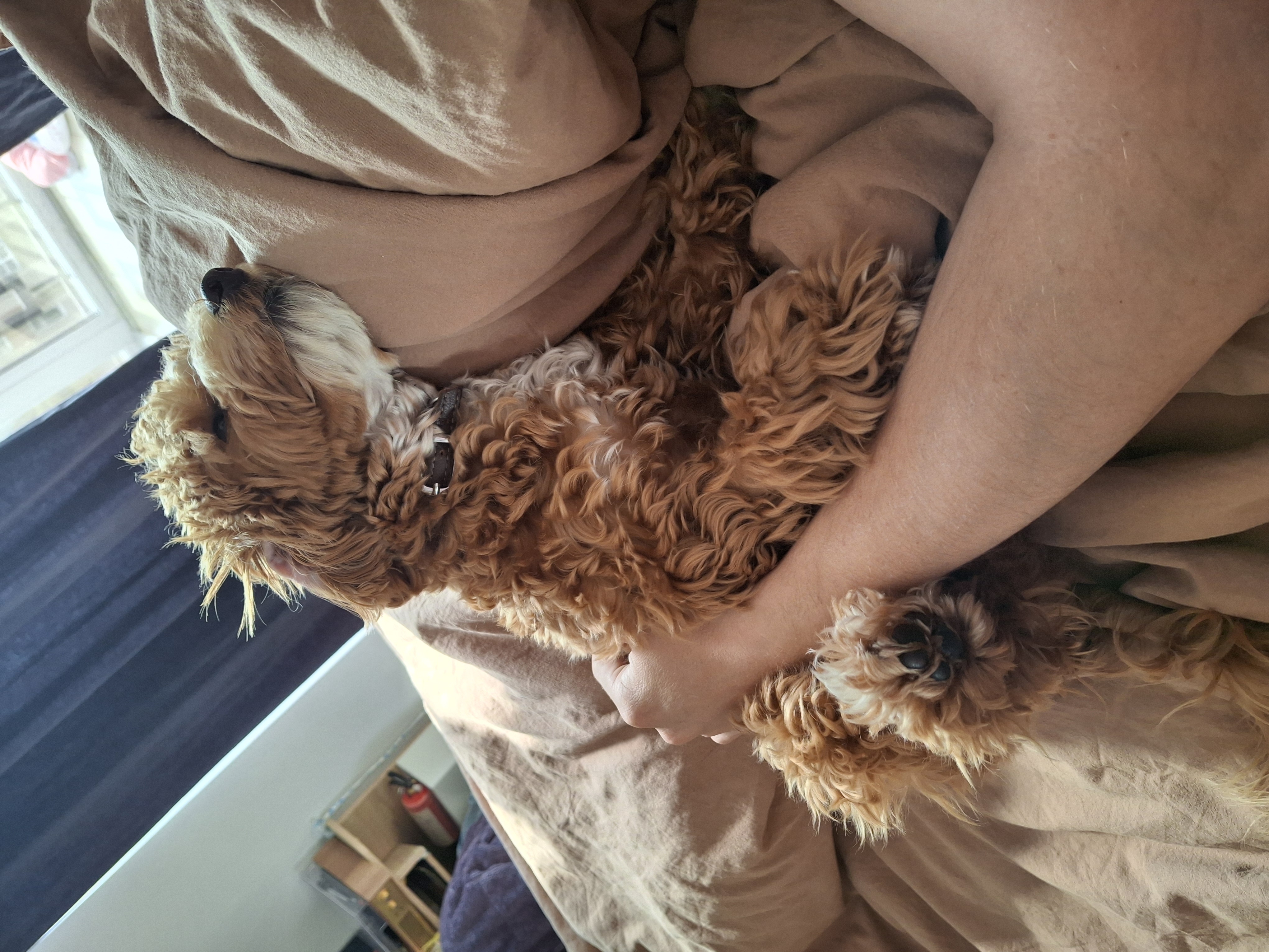 Фото Це маленьке чудо мальтіпу  гостив у нас 11 днів, ми швидко подружились,  і круто провели разом час))