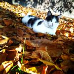 Качественная обработка фотографий,  которые сделаны на телефон