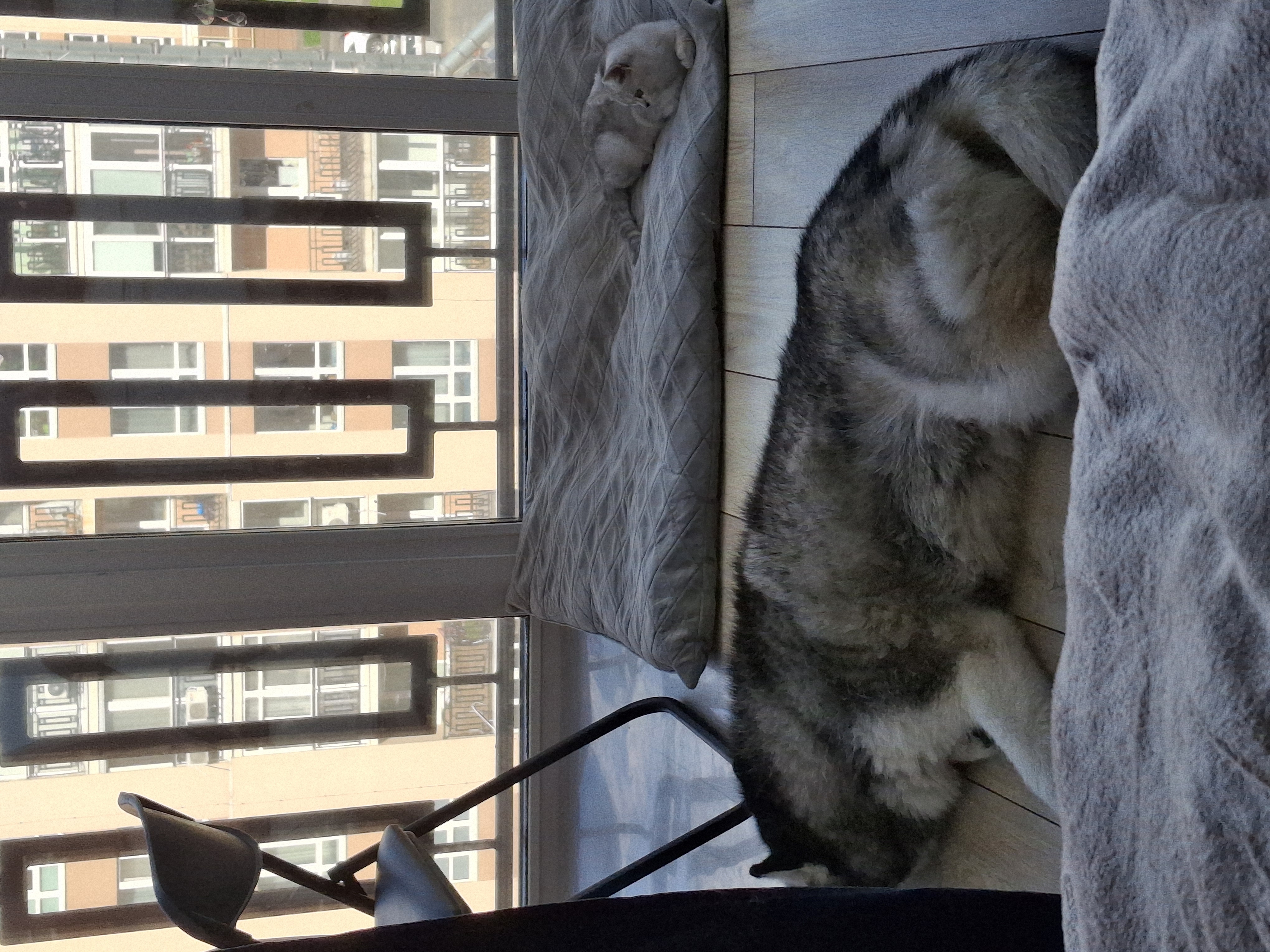 Фото Отримали чудовий досвід  перетримки хаскі та кошеня 2 місяців. Усі залишились задоволені!