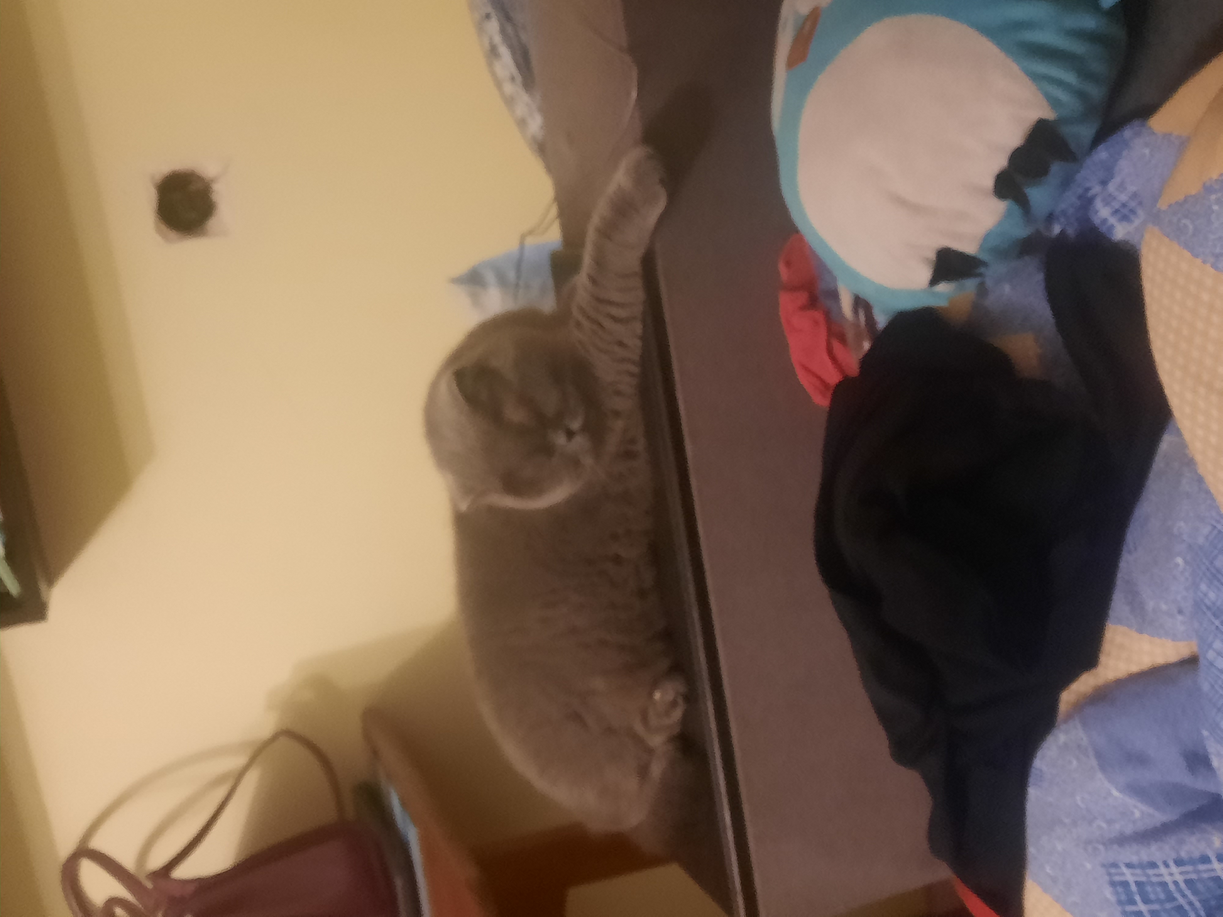 Фото перетримка котика