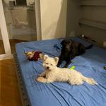 Готель для вашого улюбленця 