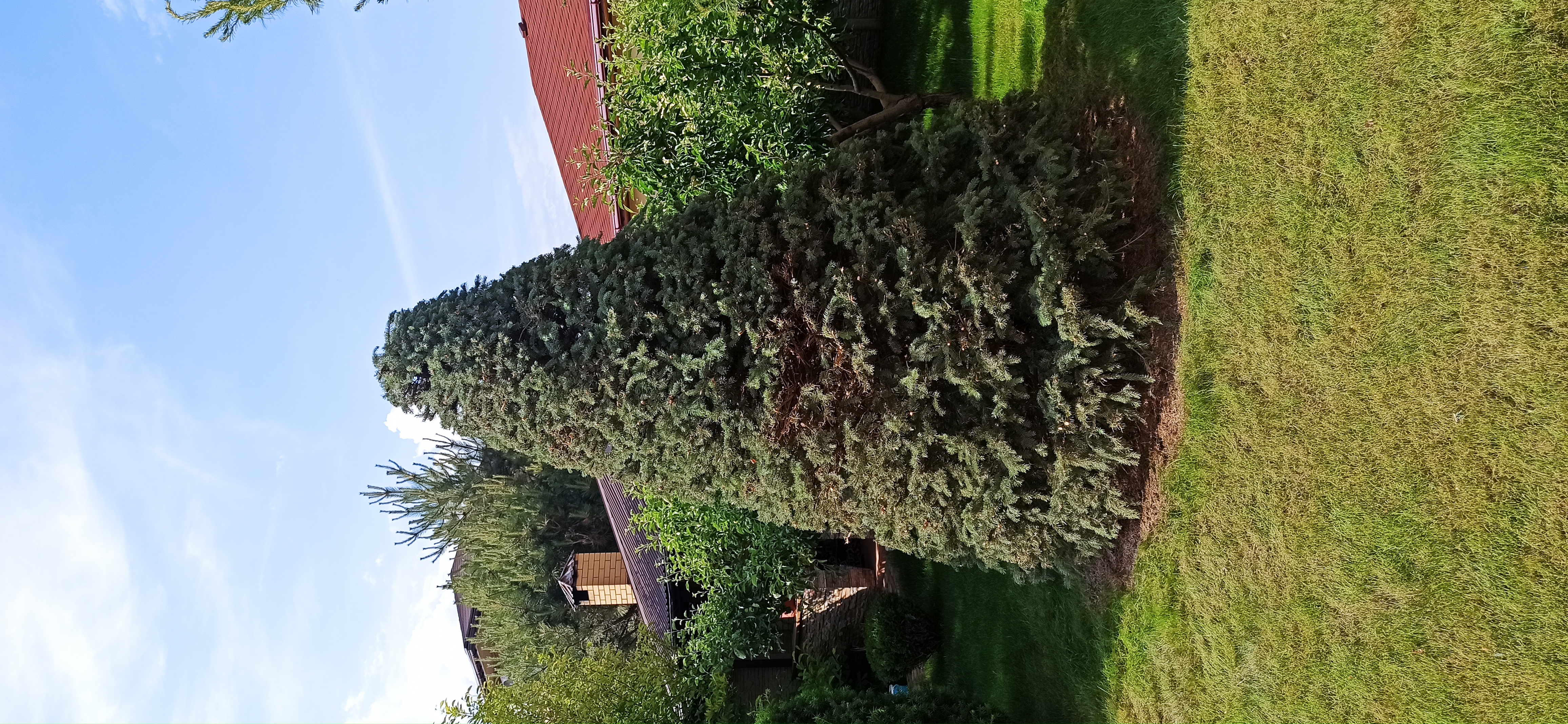 Фото ель под конус