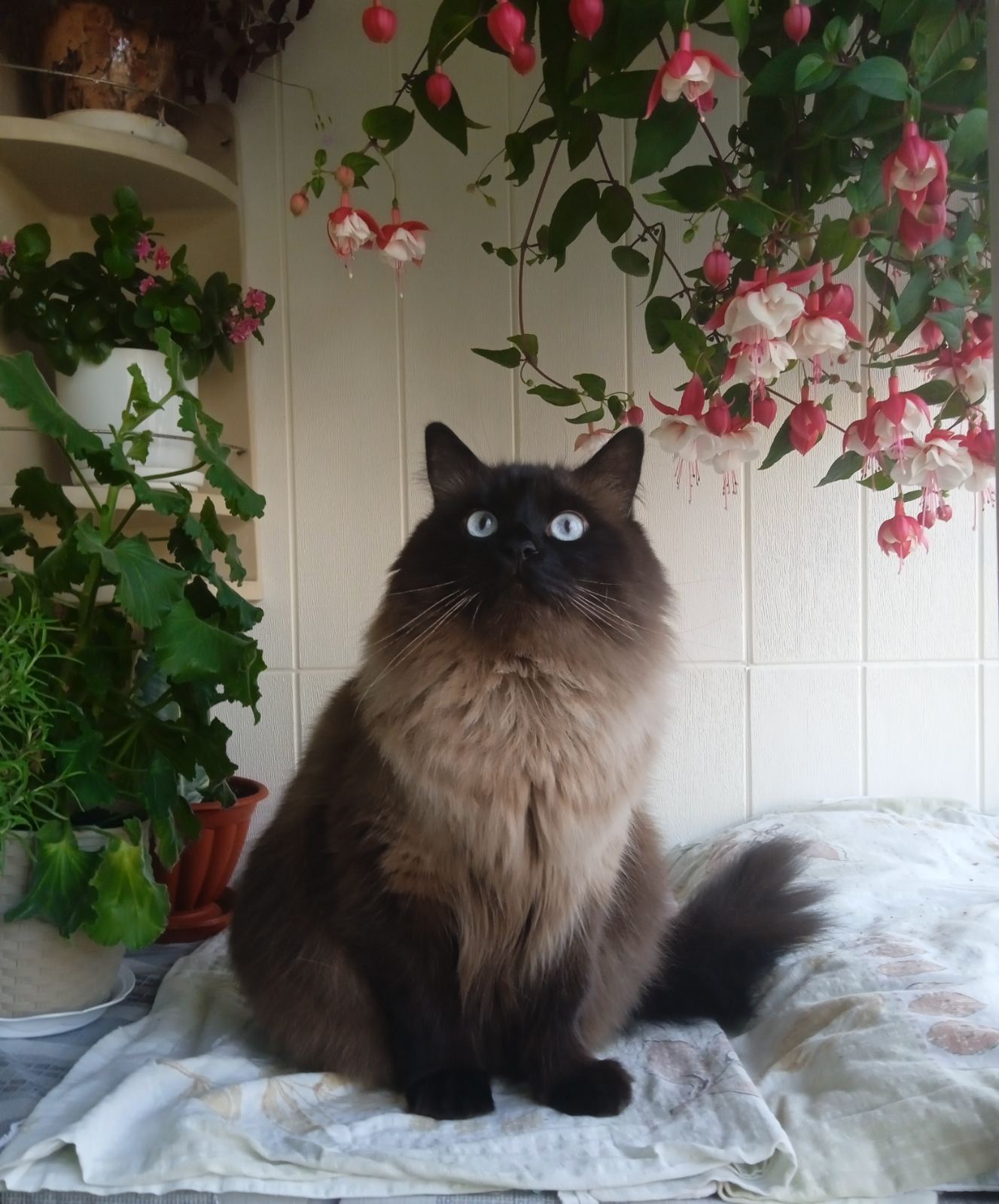 Фото перетримка котика