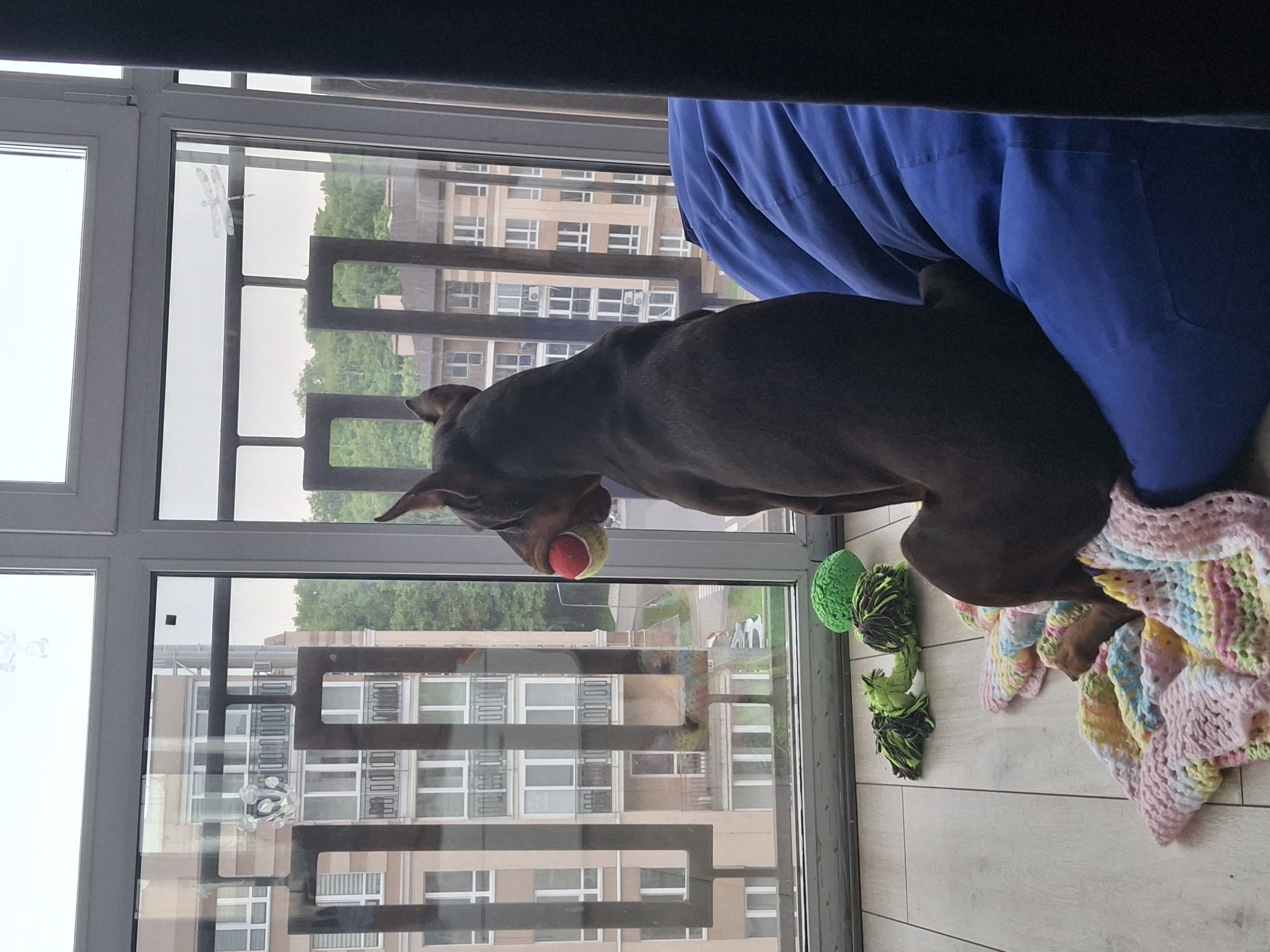 Фото Дуже контактний та веселый доберман, який  не зважаючи на свої травми після тривалого знаходження на фронті подарував купу приємних моментів.