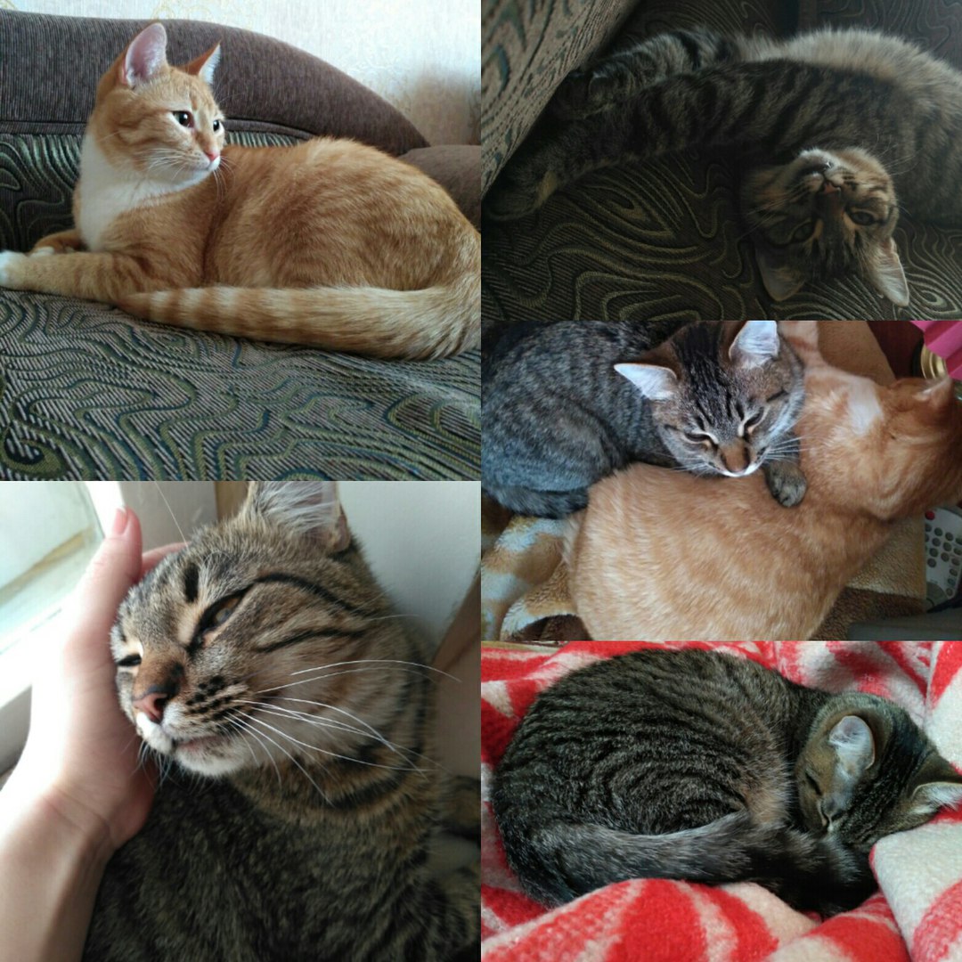 Фото Марвин и Муна, передержка 4 дня.
Ох и игривые котята! Они постоянно с друг другом бегали, резвились, у меня даже настроение с ними подымалось)