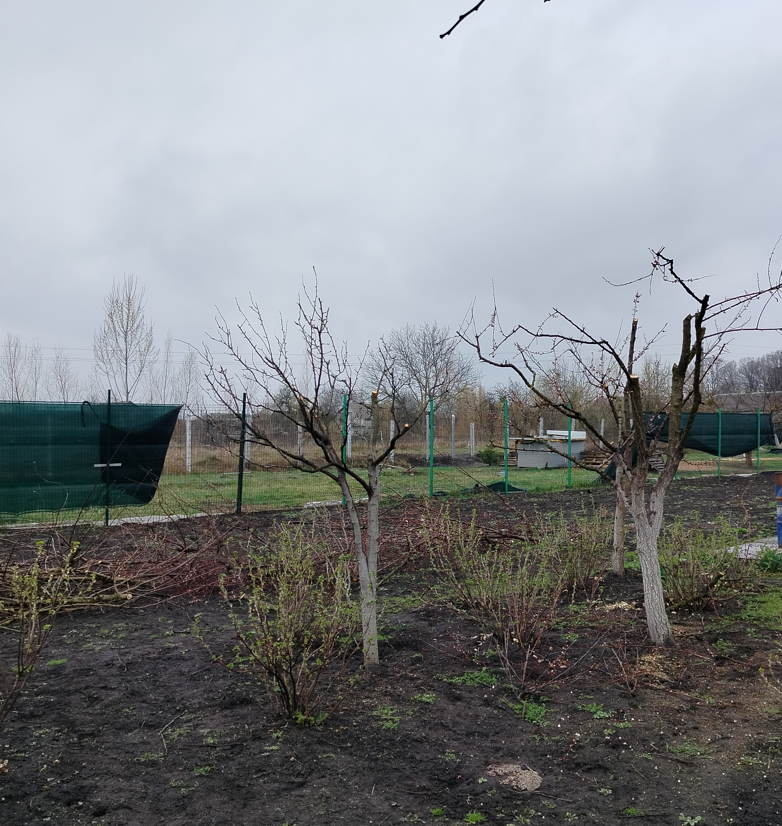 Фото Формувальна обрізка та прорідження крони