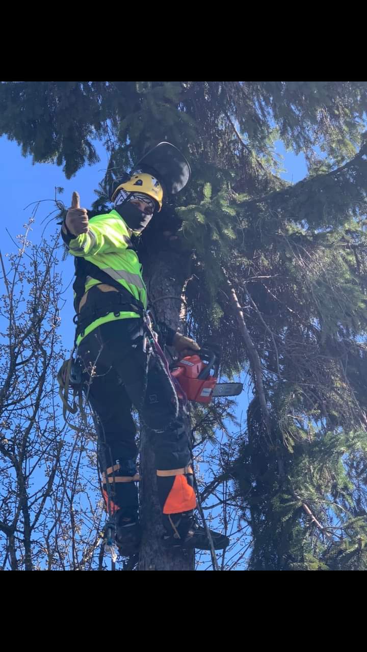 Фото Зрiзання аварiйних дерев 1