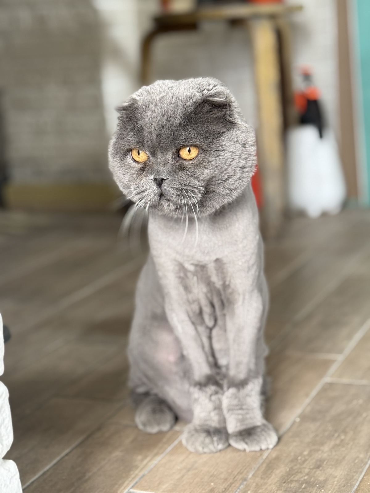 Фото стрижечка котика під лева