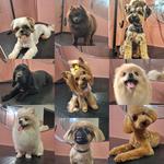 Грумінг собак