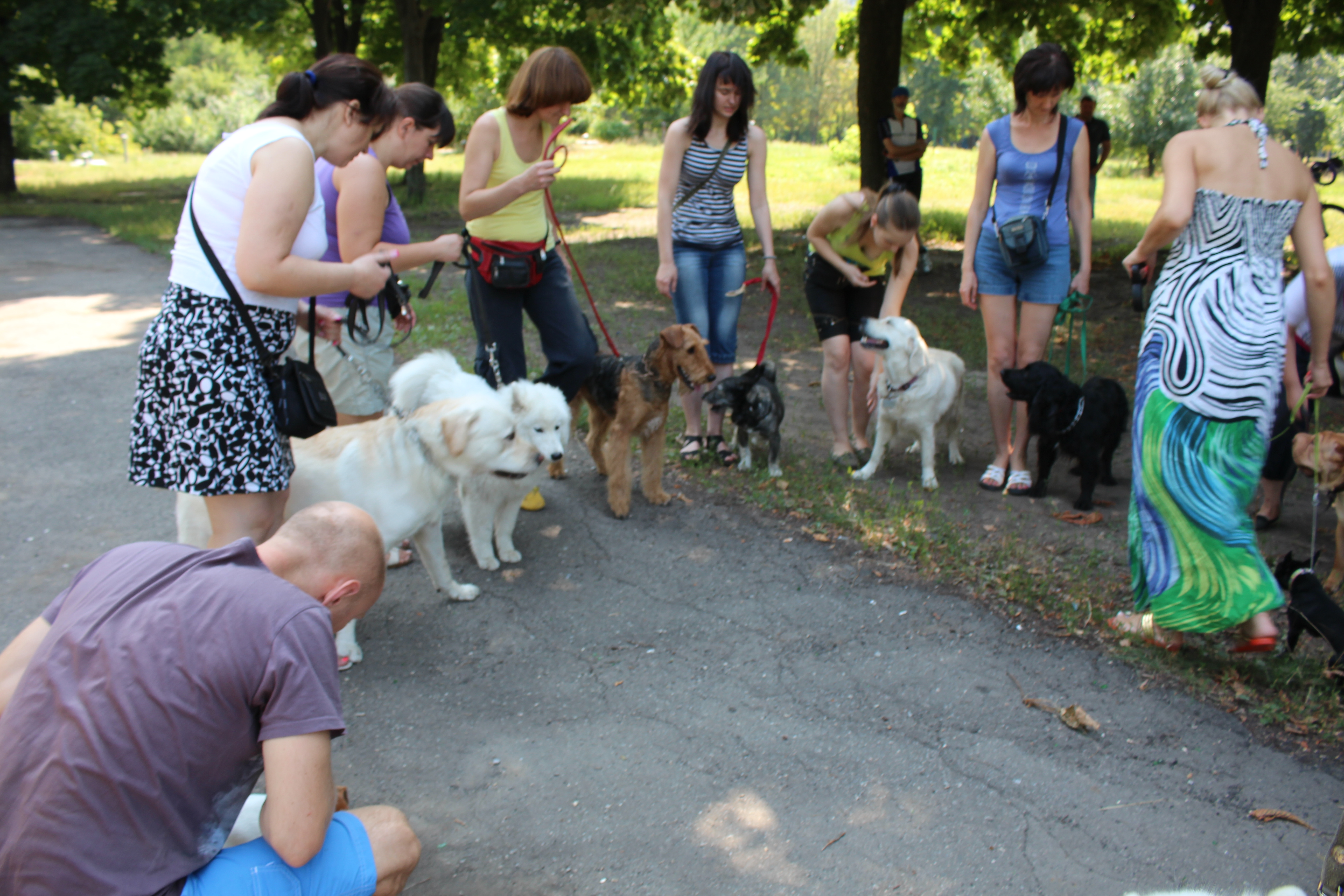 Фото Дрессировка собак в гуппе