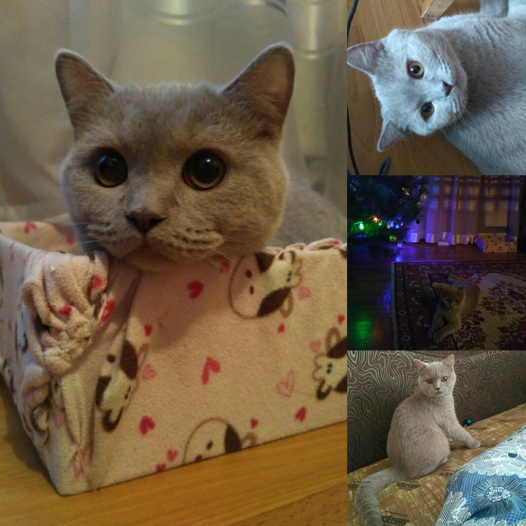 Фото Марсик, передержка 10 дней.
Один из самых игривых котиков, которых я встречала. Любитель побегать за игрушкой по дому, с ним точно не соскучишься)