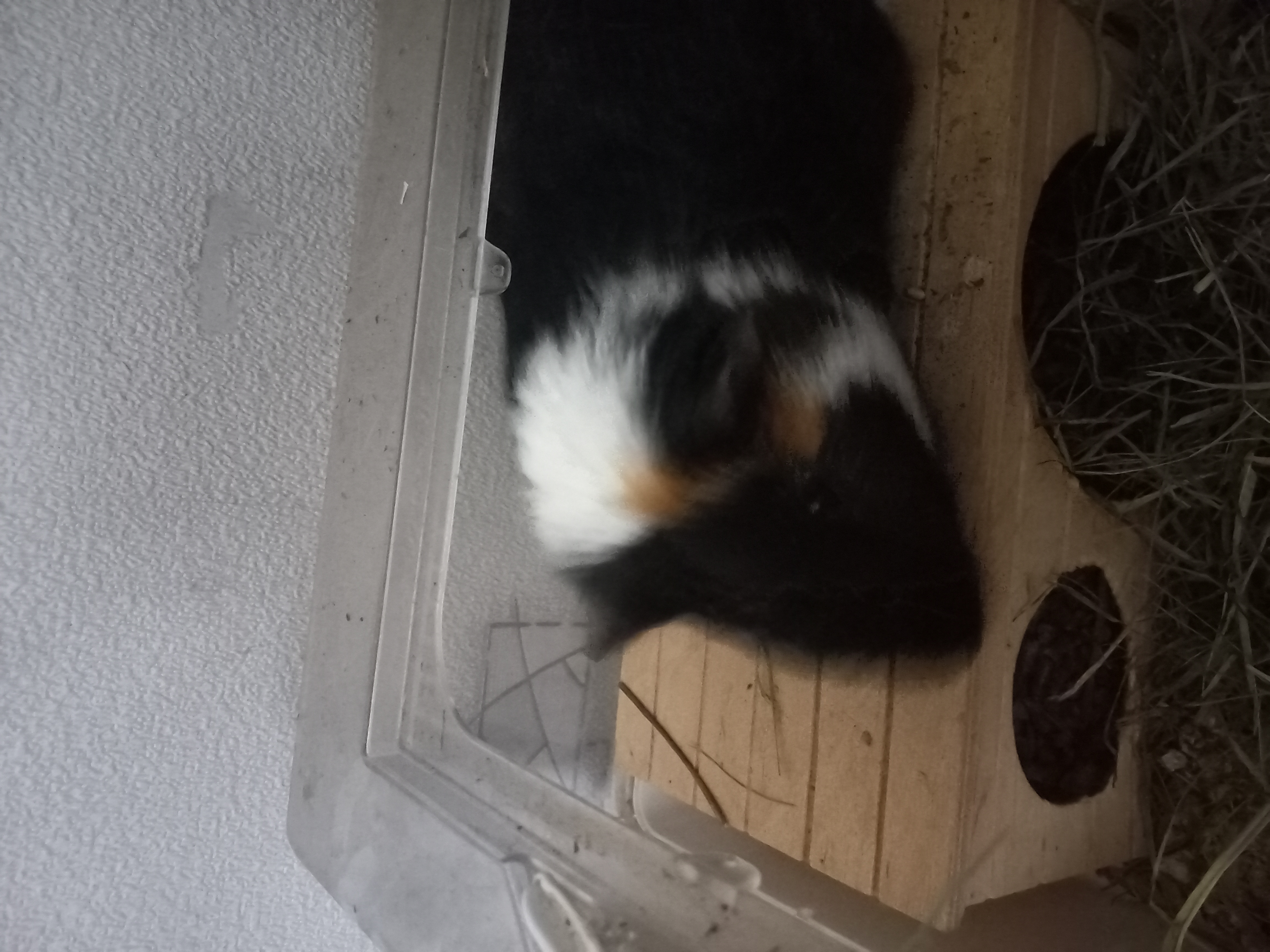 Фото Морська свинка Сонік