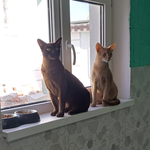 Передержка котов собак в частном доме - зооотель в Киеве