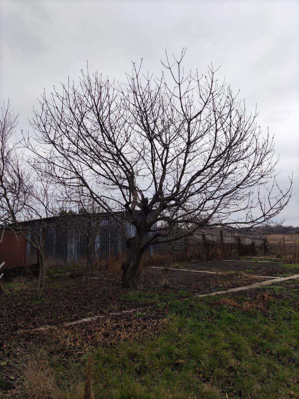 Фото Комплексний догляд за Вашим садом та ділянкою 3